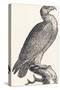 Eagle, 1850 (Engraving)-Louis Simon (1810-1870) Lassalle-Stretched Canvas