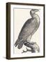 Eagle, 1850 (Engraving)-Louis Simon (1810-1870) Lassalle-Framed Giclee Print