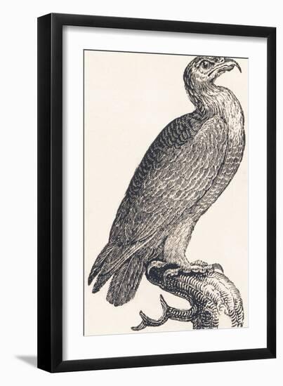 Eagle, 1850 (Engraving)-Louis Simon (1810-1870) Lassalle-Framed Giclee Print