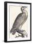 Eagle, 1850 (Engraving)-Louis Simon (1810-1870) Lassalle-Framed Giclee Print