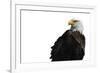 Eagle Ahead - Pure-Staffan Widstrand-Framed Giclee Print