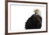 Eagle Ahead - Pure-Staffan Widstrand-Framed Giclee Print