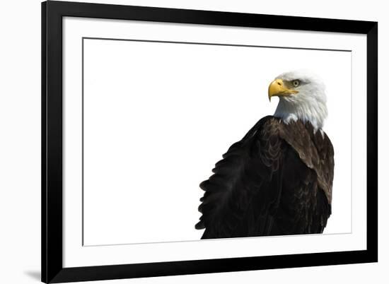 Eagle Ahead - Pure-Staffan Widstrand-Framed Giclee Print