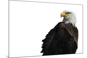 Eagle Ahead - Pure-Staffan Widstrand-Mounted Giclee Print