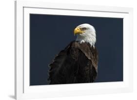 Eagle Ahead-Staffan Widstrand-Framed Giclee Print