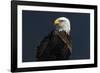 Eagle Ahead-Staffan Widstrand-Framed Giclee Print