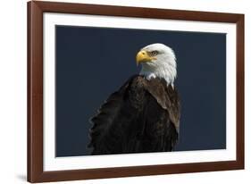 Eagle Ahead-Staffan Widstrand-Framed Giclee Print