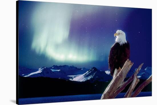 Eagle and Aurora Borealis-null-Stretched Canvas