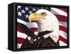 Eagle and Flag-William Vanderdasson-Framed Stretched Canvas