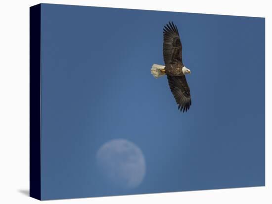 Eagle and Moon-Galloimages Online-Stretched Canvas
