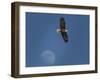 Eagle and Moon-Galloimages Online-Framed Photographic Print