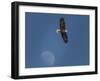 Eagle and Moon-Galloimages Online-Framed Photographic Print