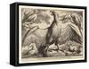 Eagle and Other Birds-Wenceslaus Hollar-Framed Stretched Canvas