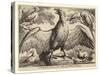 Eagle and Other Birds-Wenceslaus Hollar-Stretched Canvas