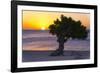 Eagle Beach Sunset witha Divi Tree, Aruba-George Oze-Framed Photographic Print