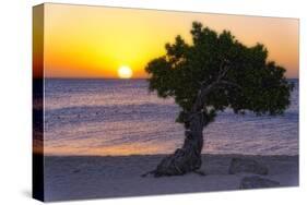 Eagle Beach Sunset witha Divi Tree, Aruba-George Oze-Stretched Canvas