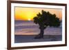 Eagle Beach Sunset witha Divi Tree, Aruba-George Oze-Framed Photographic Print