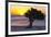 Eagle Beach Sunset witha Divi Tree, Aruba-George Oze-Framed Photographic Print