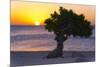 Eagle Beach Sunset witha Divi Tree, Aruba-George Oze-Mounted Photographic Print