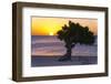 Eagle Beach Sunset witha Divi Tree, Aruba-George Oze-Framed Photographic Print