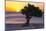 Eagle Beach Sunset witha Divi Tree, Aruba-George Oze-Mounted Photographic Print