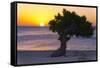 Eagle Beach Sunset witha Divi Tree, Aruba-George Oze-Framed Stretched Canvas