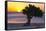 Eagle Beach Sunset witha Divi Tree, Aruba-George Oze-Framed Stretched Canvas