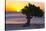 Eagle Beach Sunset witha Divi Tree, Aruba-George Oze-Stretched Canvas