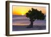 Eagle Beach Sunset witha Divi Tree, Aruba-George Oze-Framed Photographic Print