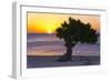 Eagle Beach Sunset witha Divi Tree, Aruba-George Oze-Framed Photographic Print