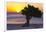 Eagle Beach Sunset witha Divi Tree, Aruba-George Oze-Framed Photographic Print