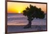 Eagle Beach Sunset witha Divi Tree, Aruba-George Oze-Framed Photographic Print