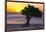 Eagle Beach Sunset witha Divi Tree, Aruba-George Oze-Framed Photographic Print