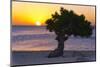 Eagle Beach Sunset witha Divi Tree, Aruba-George Oze-Mounted Premium Photographic Print