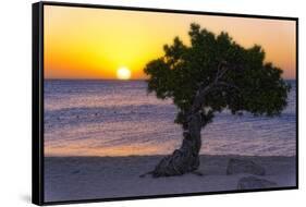 Eagle Beach Sunset witha Divi Tree, Aruba-George Oze-Framed Stretched Canvas