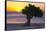 Eagle Beach Sunset witha Divi Tree, Aruba-George Oze-Framed Stretched Canvas