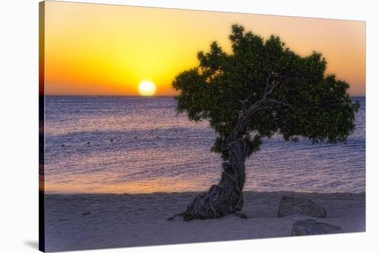 Eagle Beach Sunset witha Divi Tree, Aruba-George Oze-Stretched Canvas