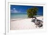 Eagle Beach with a Fofoti Divi Tree Aruba-George Oze-Framed Photographic Print