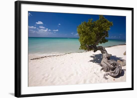 Eagle Beach with a Fofoti Divi Tree Aruba-George Oze-Framed Photographic Print