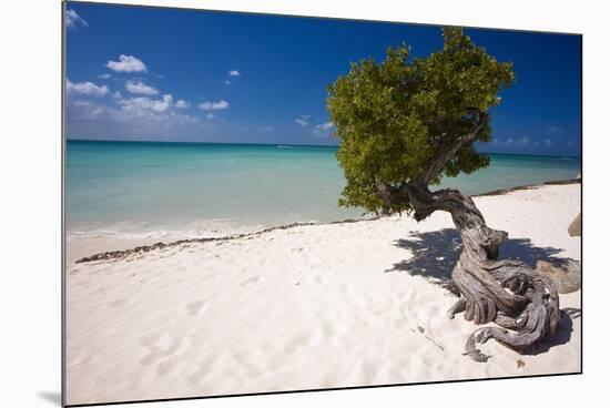 Eagle Beach with a Fofoti Divi Tree Aruba-George Oze-Mounted Photographic Print