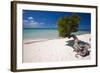 Eagle Beach with a Fofoti Divi Tree Aruba-George Oze-Framed Premium Photographic Print