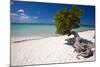 Eagle Beach with a Fofoti Divi Tree Aruba-George Oze-Mounted Premium Photographic Print