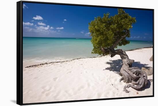 Eagle Beach with a Fofoti Divi Tree Aruba-George Oze-Framed Stretched Canvas