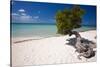 Eagle Beach with a Fofoti Divi Tree Aruba-George Oze-Stretched Canvas