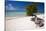 Eagle Beach with a Fofoti Divi Tree Aruba-George Oze-Stretched Canvas