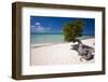 Eagle Beach with a Fofoti Divi Tree Aruba-George Oze-Framed Photographic Print