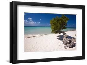 Eagle Beach with a Fofoti Divi Tree Aruba-George Oze-Framed Photographic Print