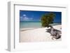 Eagle Beach with a Fofoti Divi Tree Aruba-George Oze-Framed Photographic Print