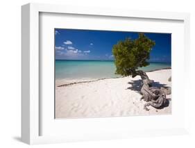 Eagle Beach with a Fofoti Divi Tree Aruba-George Oze-Framed Photographic Print