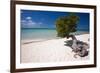 Eagle Beach with a Fofoti Divi Tree Aruba-George Oze-Framed Photographic Print